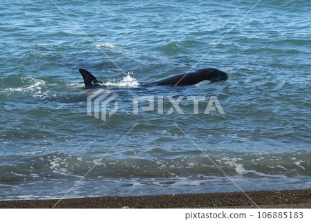 Orca hunting sea lions, Punta Norte Nature reserve, Peninsula Valdes, Patagonia Argentina Orca hunting sea lions, Punta Norte Nature reserve, Peninsula Valdes, Patagonia Argentina 106885183