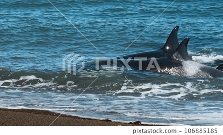 Orca hunting sea lions, Punta Norte Nature reserve, Peninsula Valdes, Patagonia Argentina 106885185