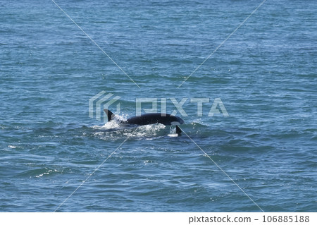Orca hunting sea lions, Punta Norte Nature reserve, Peninsula Valdes, Patagonia Argentina 106885188