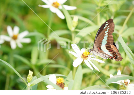 Swallowtail butterfly on a flower 106885233
