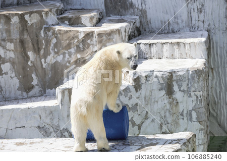 Polar bear looking here Polar bear looking here 106885240