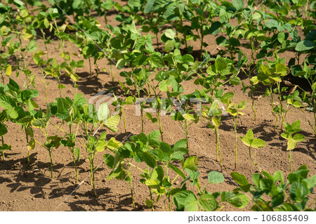 初夏毛豆的生長 106885409