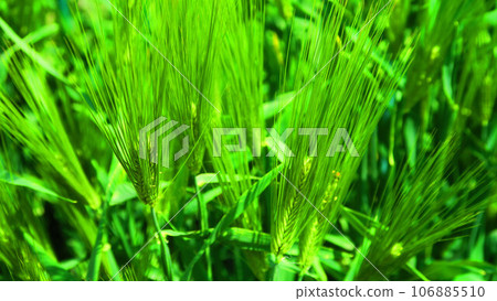 新鮮綠色大麥穗景觀 新鮮綠色大麥穗景觀 106885510