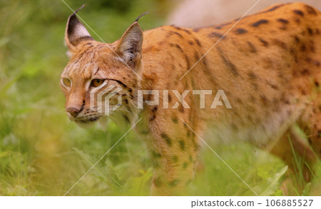 The Eurasian lynx (Lynx lynx) in the forest. The Eurasian lynx (Lynx lynx) in the forest. 106885527