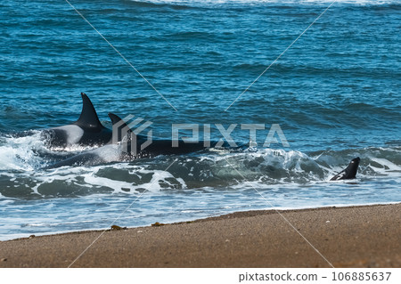 Orca hunting sea lions, Punta Norte Nature reserve, Peninsula Valdes, Patagonia Argentina 106885637