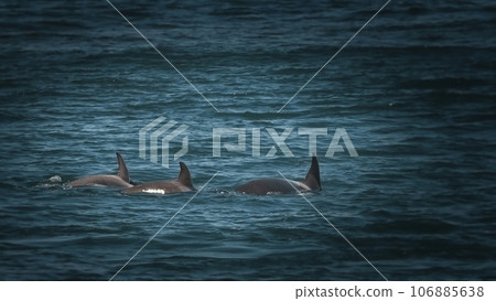 Orca hunting sea lions, Punta Norte Nature reserve, Peninsula Valdes, Patagonia Argentina 106885638
