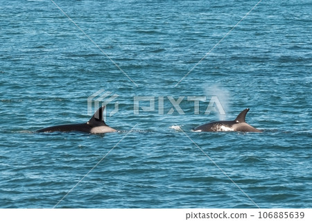 Orca hunting sea lions, Punta Norte Nature reserve, Peninsula Valdes, Patagonia Argentina Orca hunting sea lions, Punta Norte Nature reserve, Peninsula Valdes, Patagonia Argentina 106885639