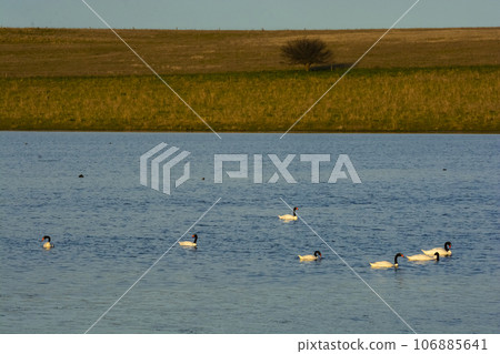 Black necked Swan swimming in a lagoon, La Pampa Province, Patagonia, Argentina. Black necked Swan swimming in a lagoon, La Pampa Province, Patagonia, Argentina. 106885641