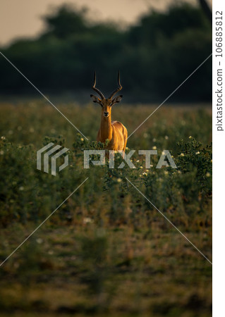 Male common impala stands amongst tall plants 106885812