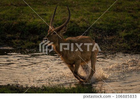 Male common waterbuck gallops across shallow stream 106885833