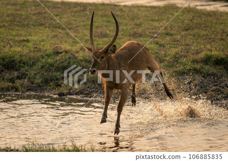 Male common waterbuck jumping across shallow river Male common waterbuck jumping across shallow river 106885835