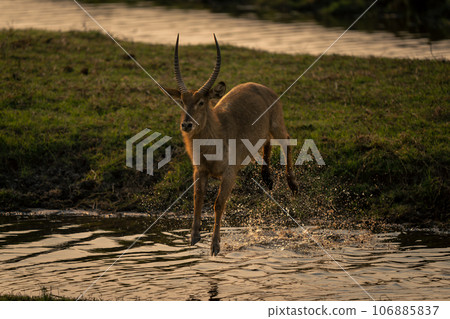Male common waterbuck jumps over shallow river 106885837