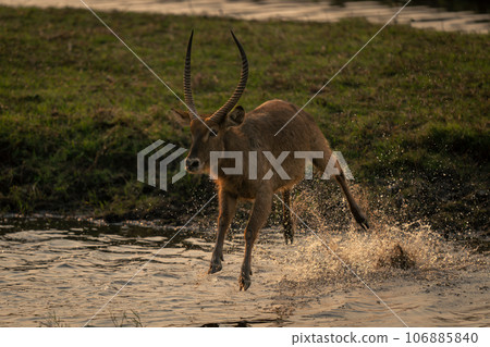 Male common waterbuck leaps over shallow river 106885840