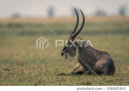 Male common waterbuck lies on grass chewing Male common waterbuck lies on grass chewing 106885841