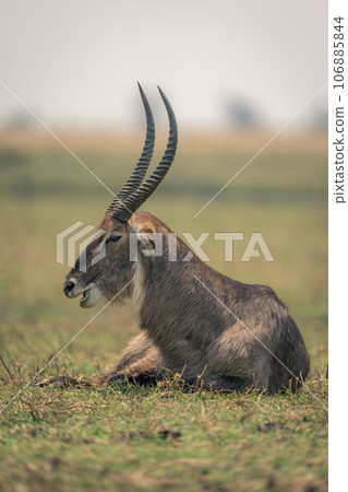 Male common waterbuck lies on sunlit grass Male common waterbuck lies on sunlit grass 106885844