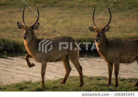 Male common waterbuck lifts foot by another 106885845