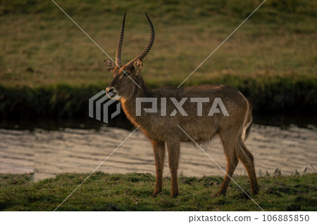 Male common waterbuck stands on grass riverbank Male common waterbuck stands on grass riverbank 106885850