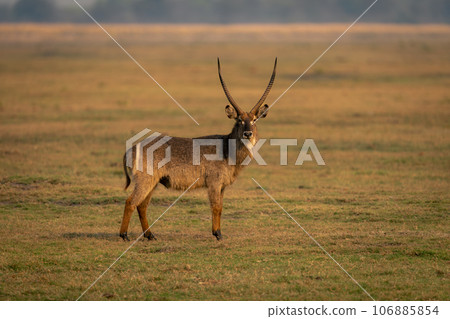 Male common waterbuck stands on short grass 106885854
