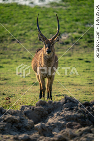 Male common waterbuck stands staring into lens 106885856