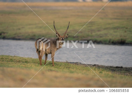 Male common waterbuck stands turning toward camera 106885858