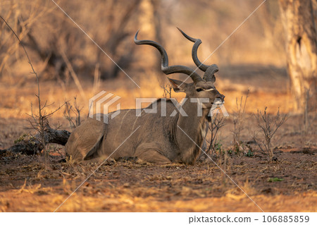 Male greater kudu lies down in bushes 106885859