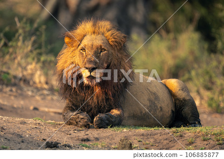 Male lion with muddy paws lies staring Male lion with muddy paws lies staring 106885877