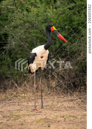 Male saddle-billed stork stands near thick bushes 106885882