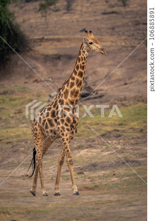 Male southern giraffe walks up grassy slope 106885891