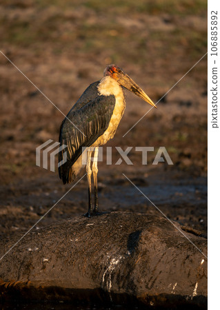 Marabou stork on giraffe carcase in waterhole 106885892