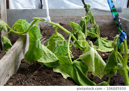 Spoiled cucumber, dry season. Ecological threat in agriculture. Spoiled food. Selective focus 106885930