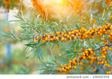 Sea buckthorn berries on a tree branch in the garden. Selective focus 106885956