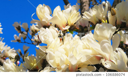 Scenery of white magnolia in full bloom and blue sky Scenery of white magnolia in full bloom and blue sky 106886074