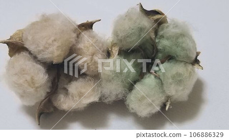 4 light brown and green cotton seeds on a white background 106886329