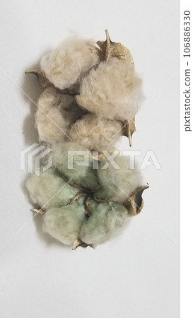 Light brown and green cottonseed 5 on white background 106886330