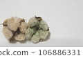 6 light brown and green cotton seeds on a white background 106886331