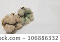 Light brown and green cottonseed 7 on white background 106886332