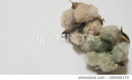 8 light brown and green cotton seeds on a white background 106886333