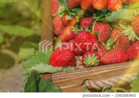 Strawberries in a basket in the garden Strawberries in a basket in the garden 106886968