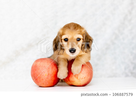 Puppy Kaninhen Dachshund Puppy Kaninhen Dachshund 106887579