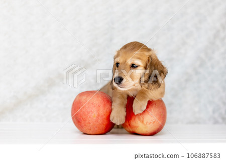 Puppy Kaninhen Dachshund Puppy Kaninhen Dachshund 106887583