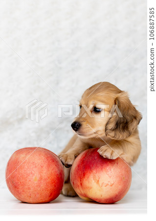 Puppy Kaninhen Dachshund Puppy Kaninhen Dachshund 106887585
