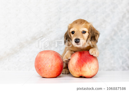 Puppy Kaninhen Dachshund Puppy Kaninhen Dachshund 106887586