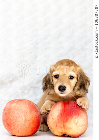 小狗 Kaninhen 臘腸 106887587