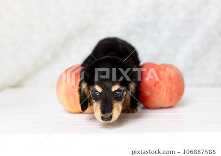 小狗 Kaninhen 臘腸 小狗 Kaninhen 臘腸 106887588