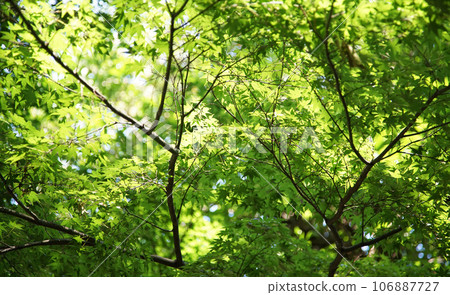 我仰望新鮮的綠色森林 106887727