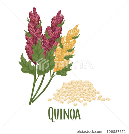 Set of quinoa grains and spikelets. Quinoa plant, quinoa grains scattered. Agriculture, food, design elements, vector Set of quinoa grains and spikelets. Quinoa plant, quinoa grains scattered. Agriculture, food, design elements, vector 106887851