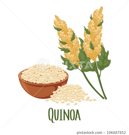 Set of quinoa grains and spikelets. Quinoa plant, quinoa grains in a plate. Agriculture, food, design elements, vector Set of quinoa grains and spikelets. Quinoa plant, quinoa grains in a plate. Agriculture, food, design elements, vector 106887852
