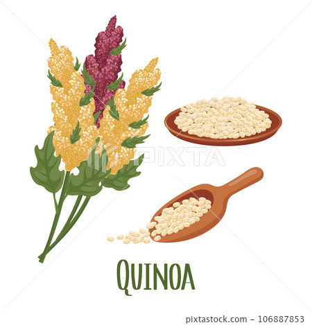 Set of quinoa grains and spikelets. Quinoa plant, quinoa grains in a plate, spoon. Agriculture, food, design elements, vector 106887853