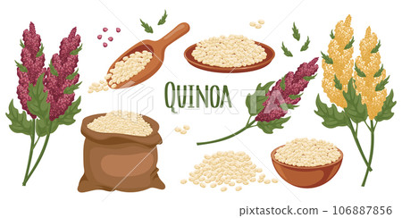 Set of quinoa grains and spikelets. Quinoa plant, quinoa grains in a plate, spoon and bag. Agriculture, food, design elements, vector Set of quinoa grains and spikelets. Quinoa plant, quinoa grains in a plate, spoon and bag. Agriculture, food, design elements, vector 106887856