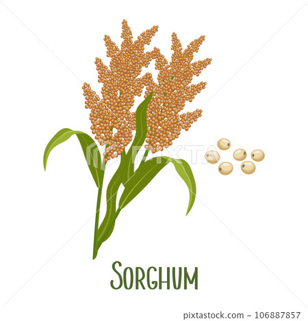 Set of sorghum grains and spikelets. Sorghum... - Stock Illustration ...